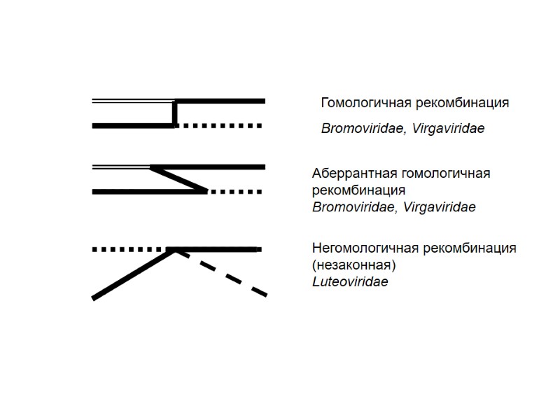 Гомологичная рекомбинация Bromoviridae, Virgaviridae Аберрантная гомологичная рекомбинация Bromoviridae, Virgaviridae Негомологичная рекомбинация (незаконная) Luteoviridae